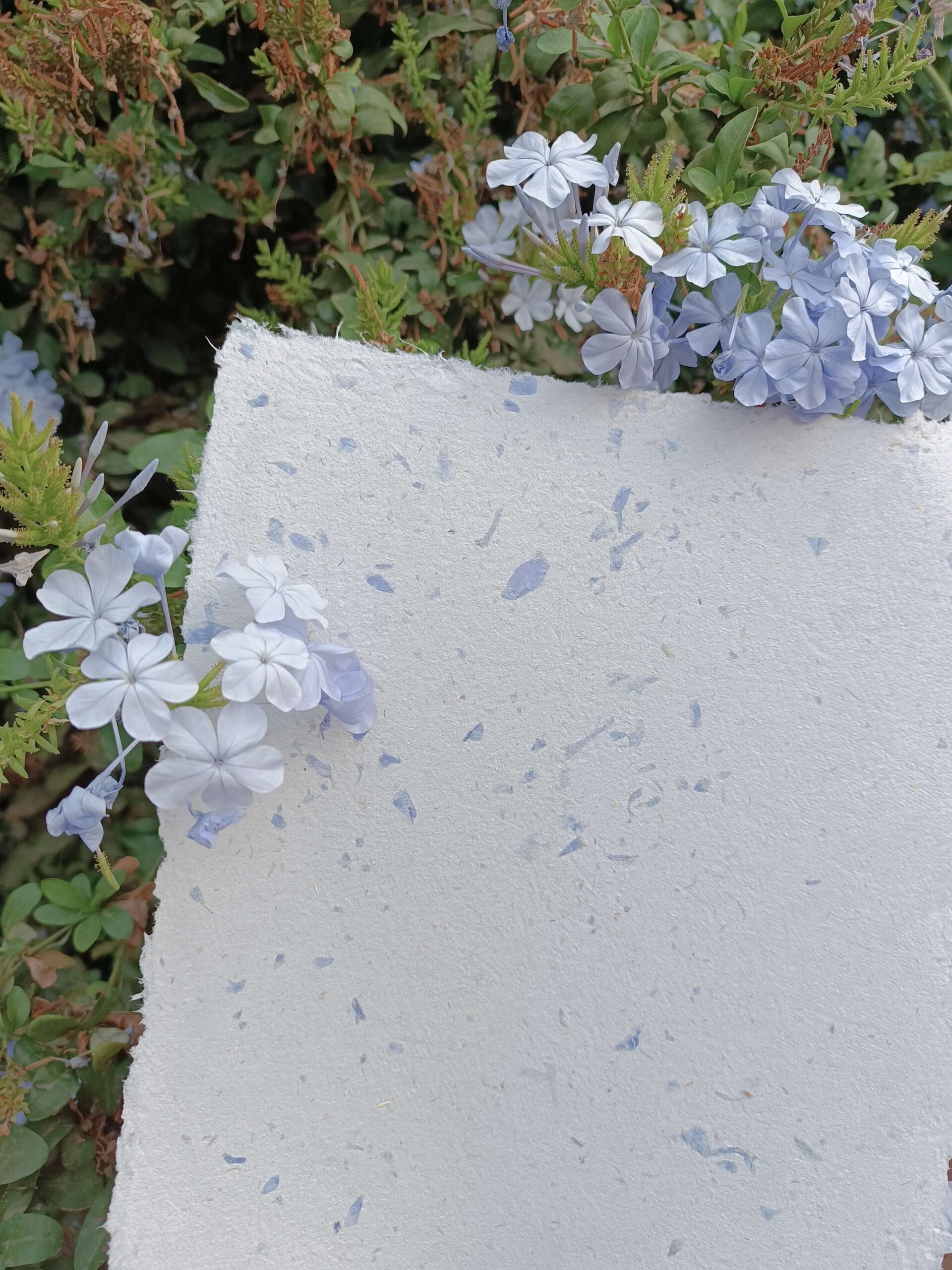Papel reciclado artesanal con pétalos azules de plúmbago
